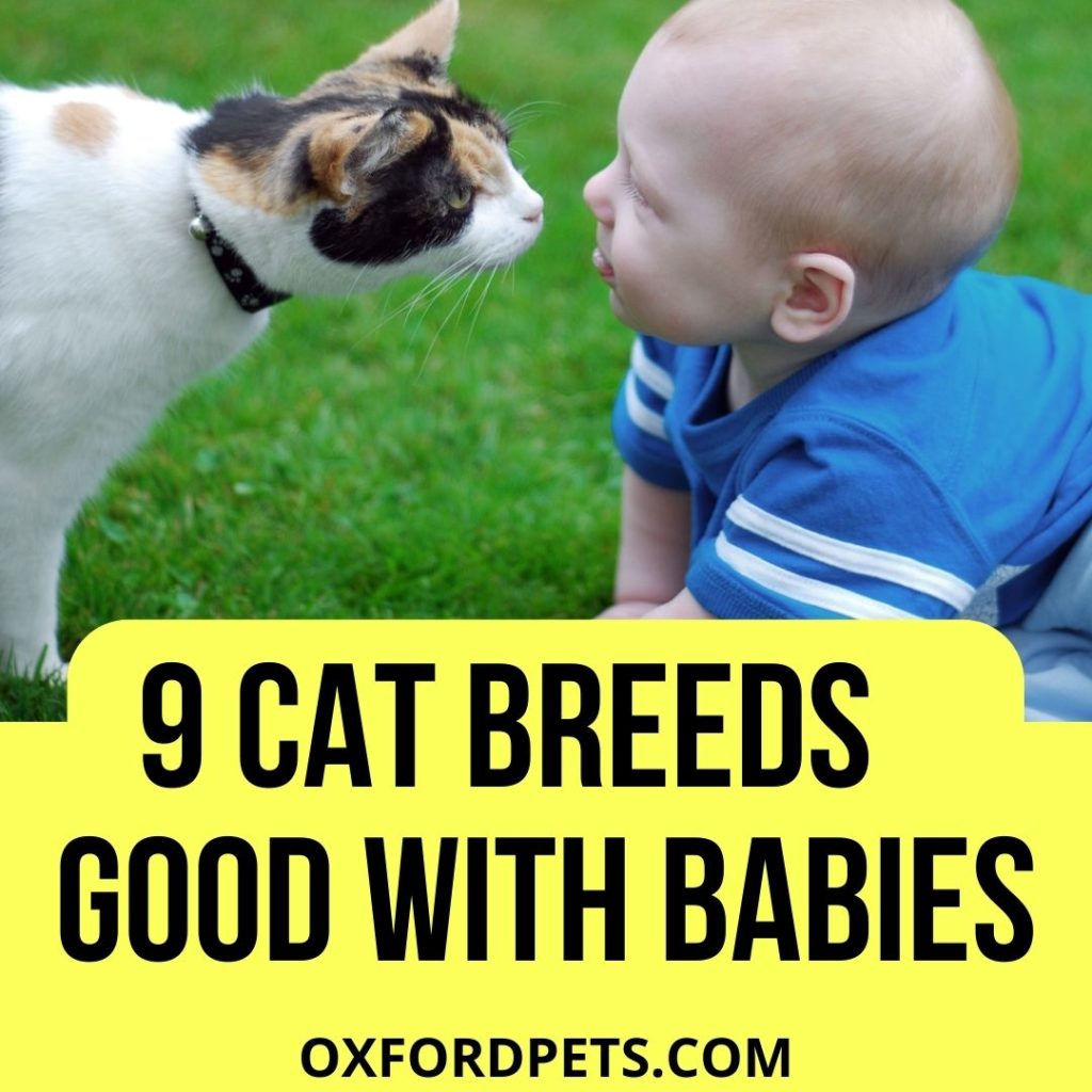 9 Cat Breeds that are Good with Babies