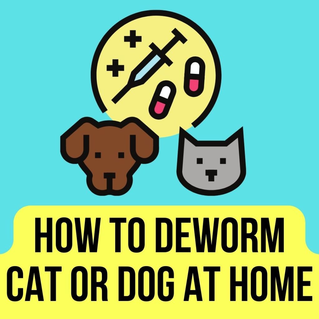 How to deworm a Cat or Dog at Home