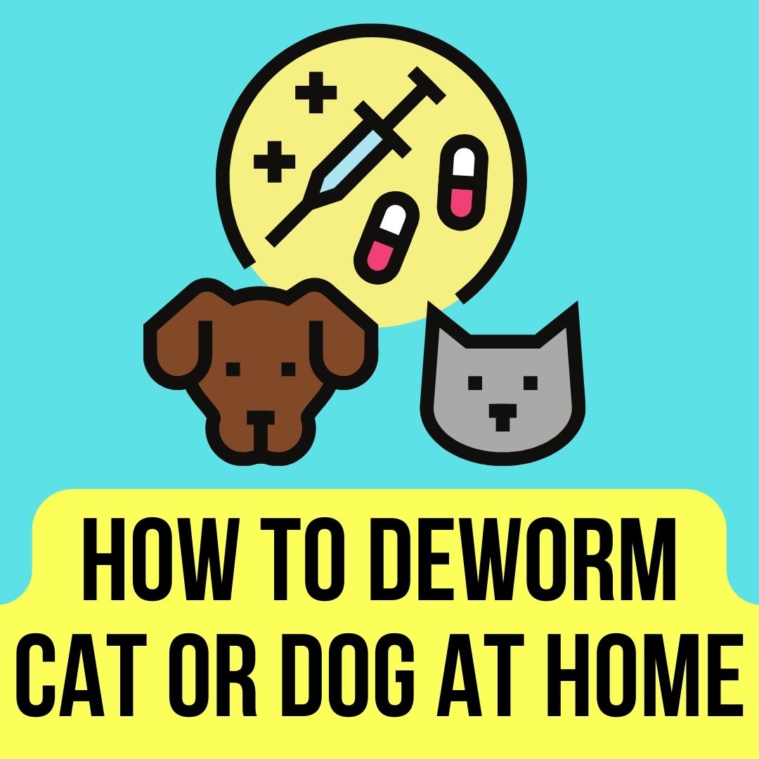 How to Deworm a Cat or Dog at Home? 10 DIY Ways - Oxford Pets