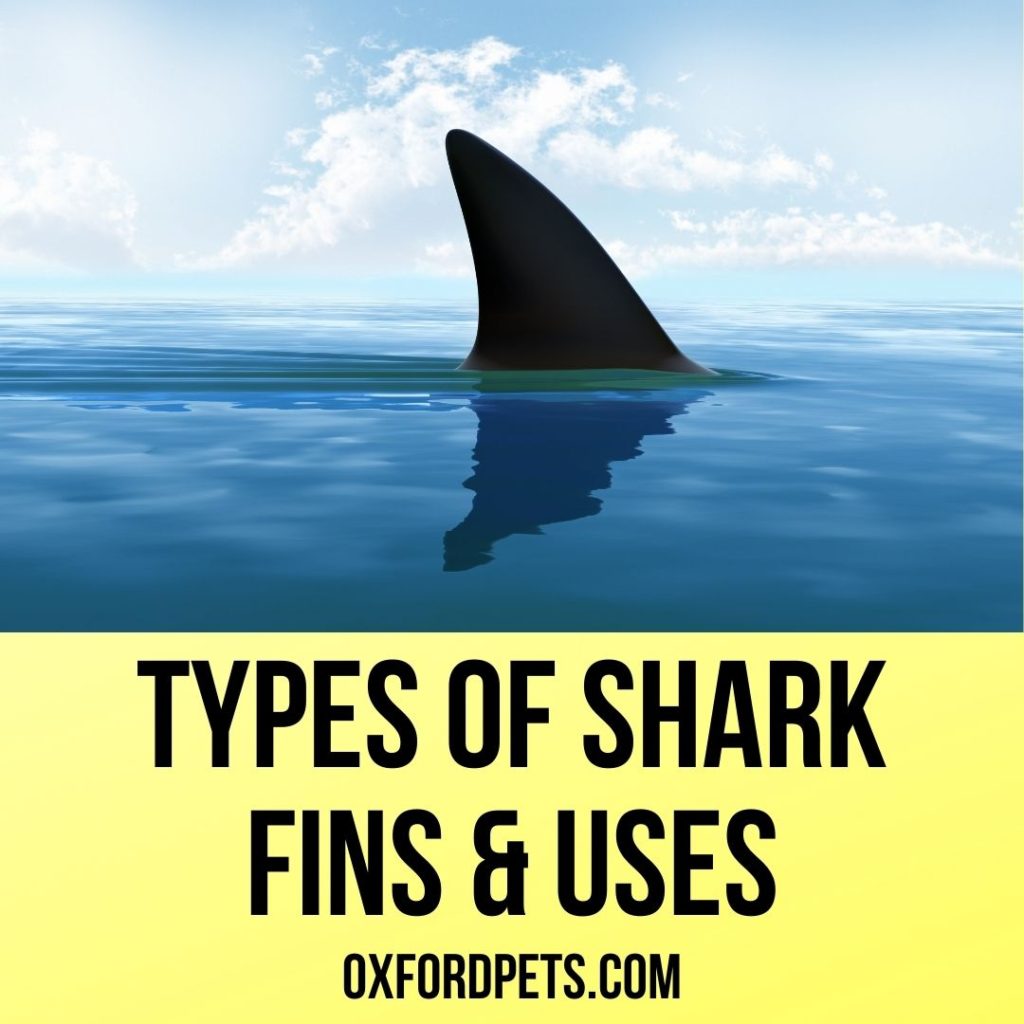 Various Types of Shark Fins