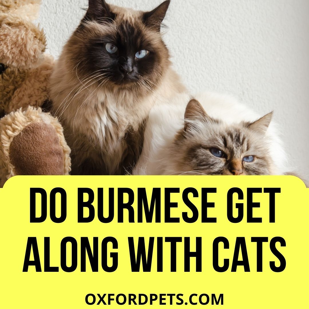 Do Burmese Cats Get Along With Other Cats