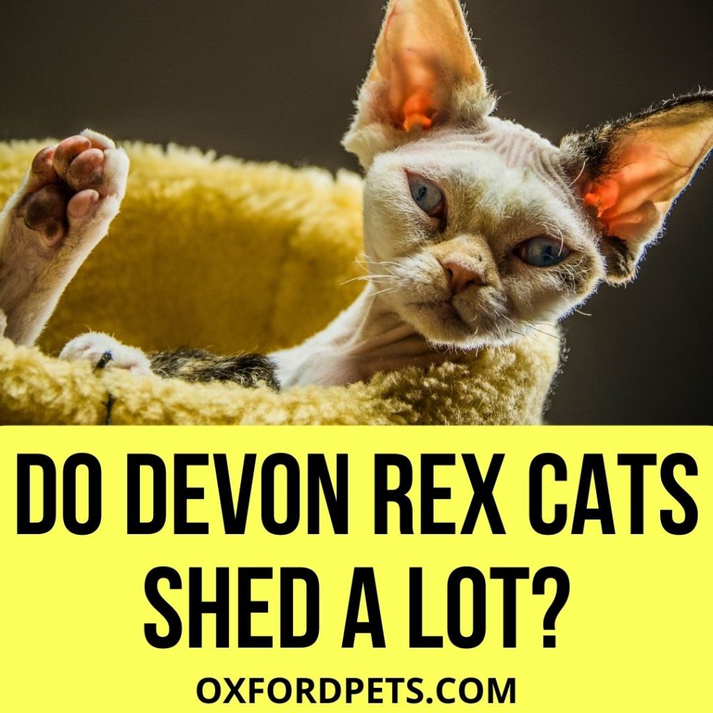 Do Devon Rex Cats Shed