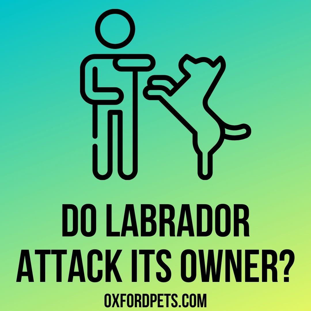 Do Labradors Attack Their Owners? Myth or Truth