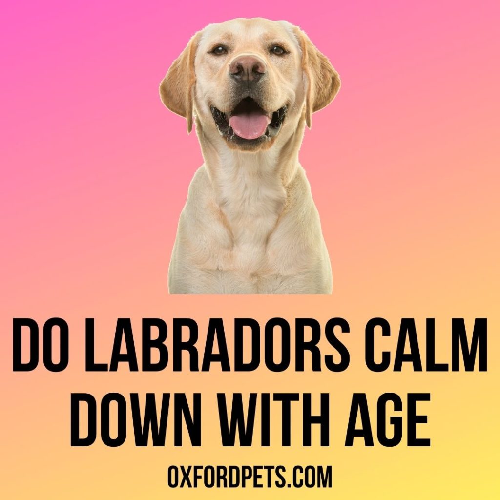 Do Labradors Calm Down With Age