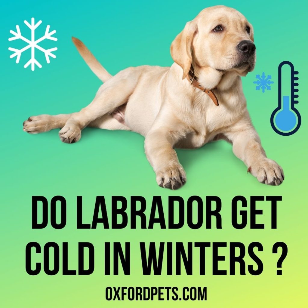 Do Lab Puppies Get Cold