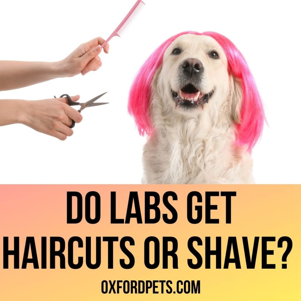 Do Labs Get Haircuts and Shave?