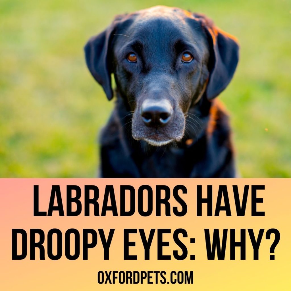 Labradors Have Droopy Eyes
