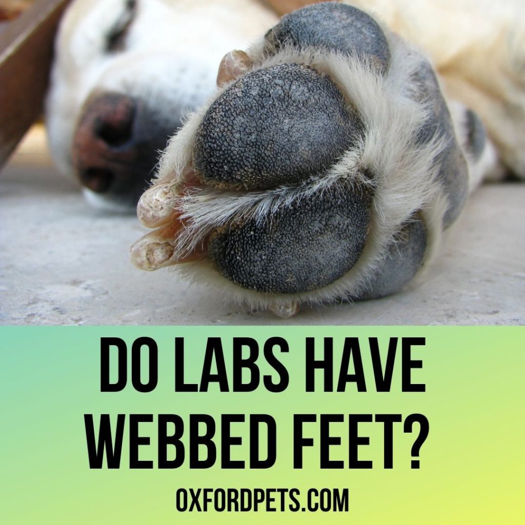 Do Labs Have Webbed Feet