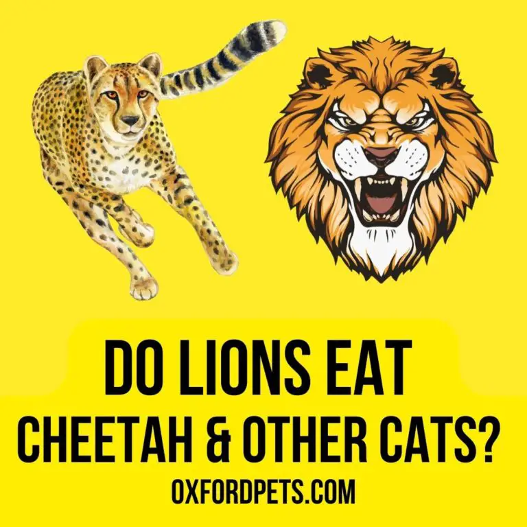 Do Lions Eat Cheetahs and Other Cats? Lions Diet Review - Oxford Pets