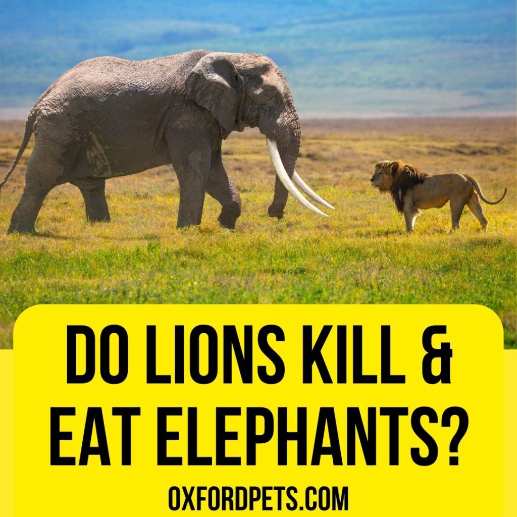 Do Lions Kill and Eat Elephants? Myth Or Truth Revealed