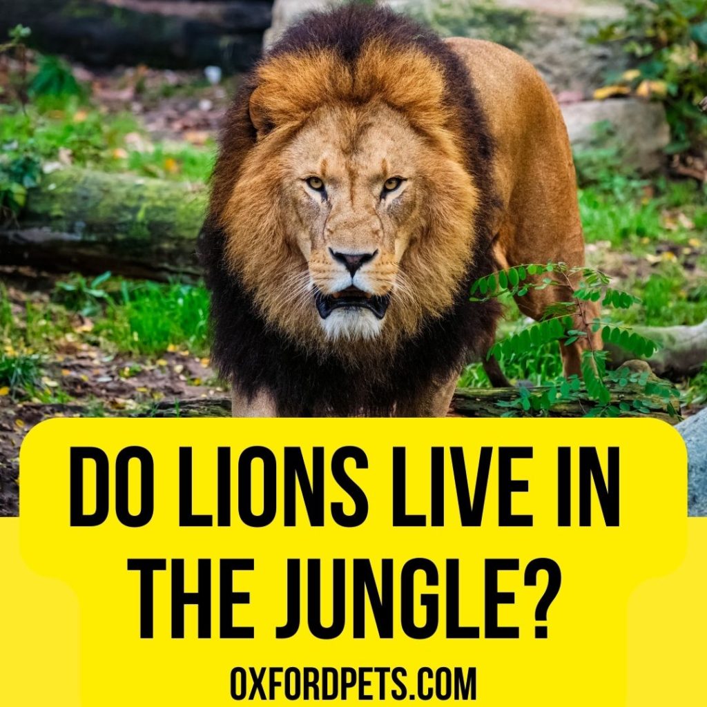 Do Lions Live In the Jungle or somewhere else?