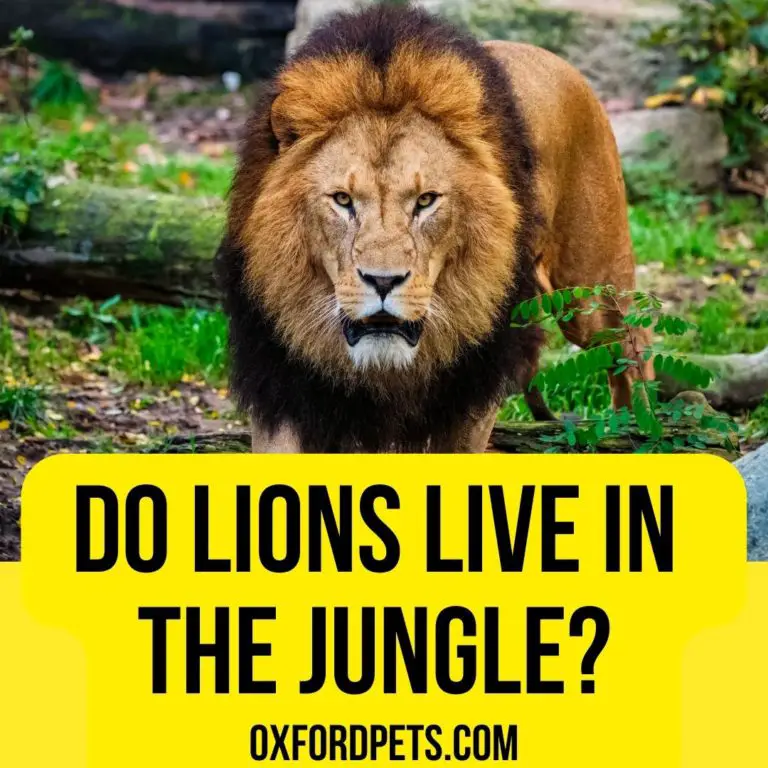 Do Lions Live In The Jungle, Forest or Glassland? Truth - Oxford Pets