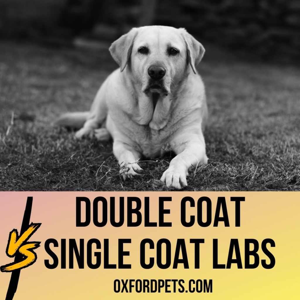 Double Coat Vs Single Coat Labs