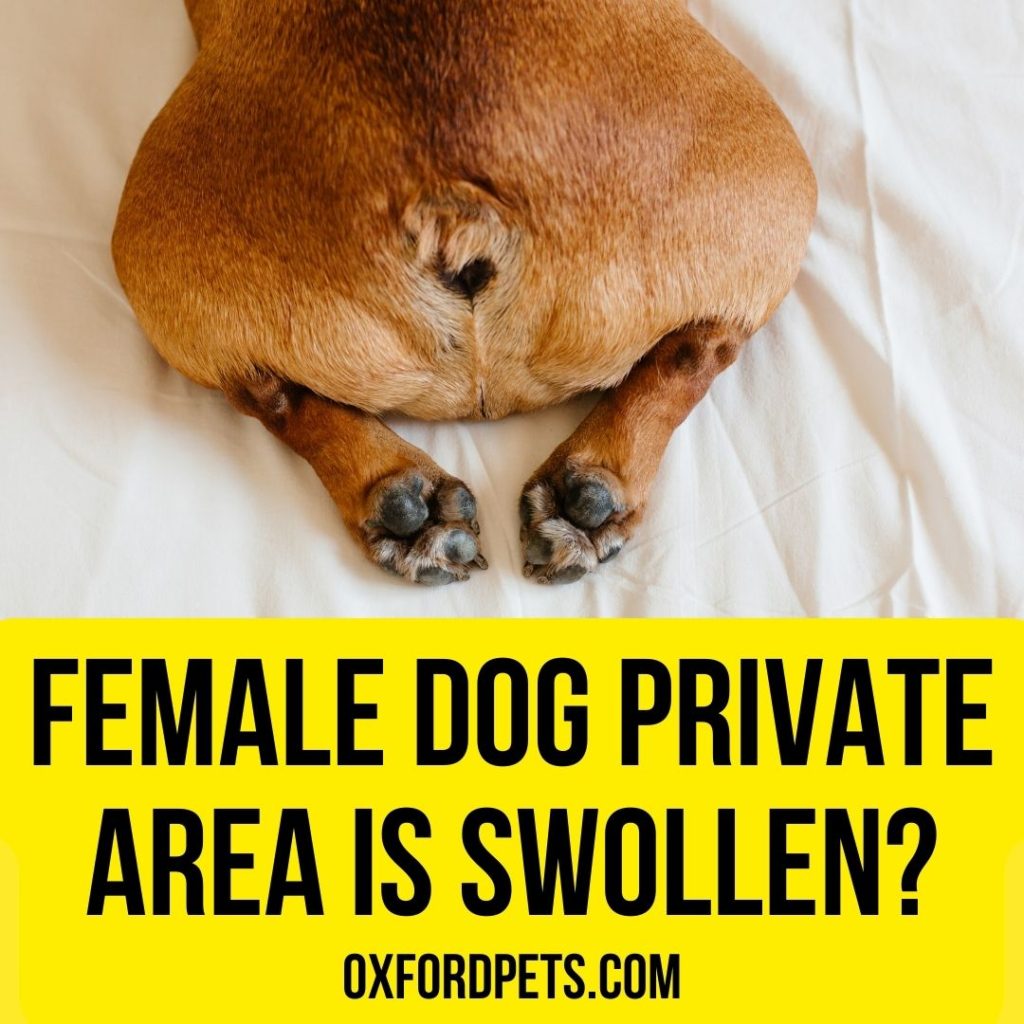 Female Dog Private Area is Swollen