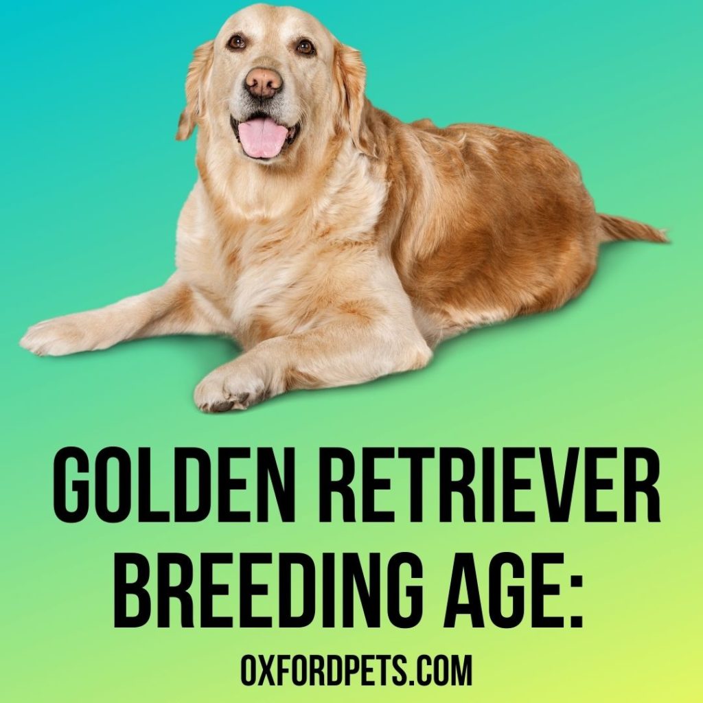 Golden Retriever Breeding Age Male vs Female