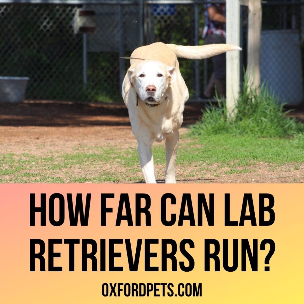 How Far Can Labrador Retrievers Run