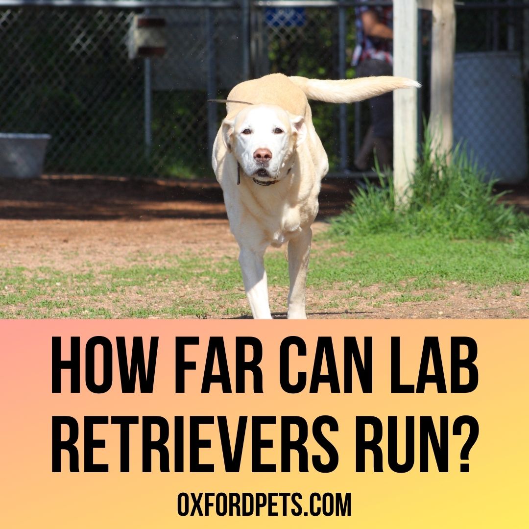 How Far Can Labrador Retrievers Run