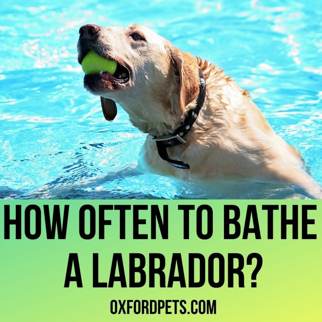 Bathing A Labrador: How Often To Bathe a Lab