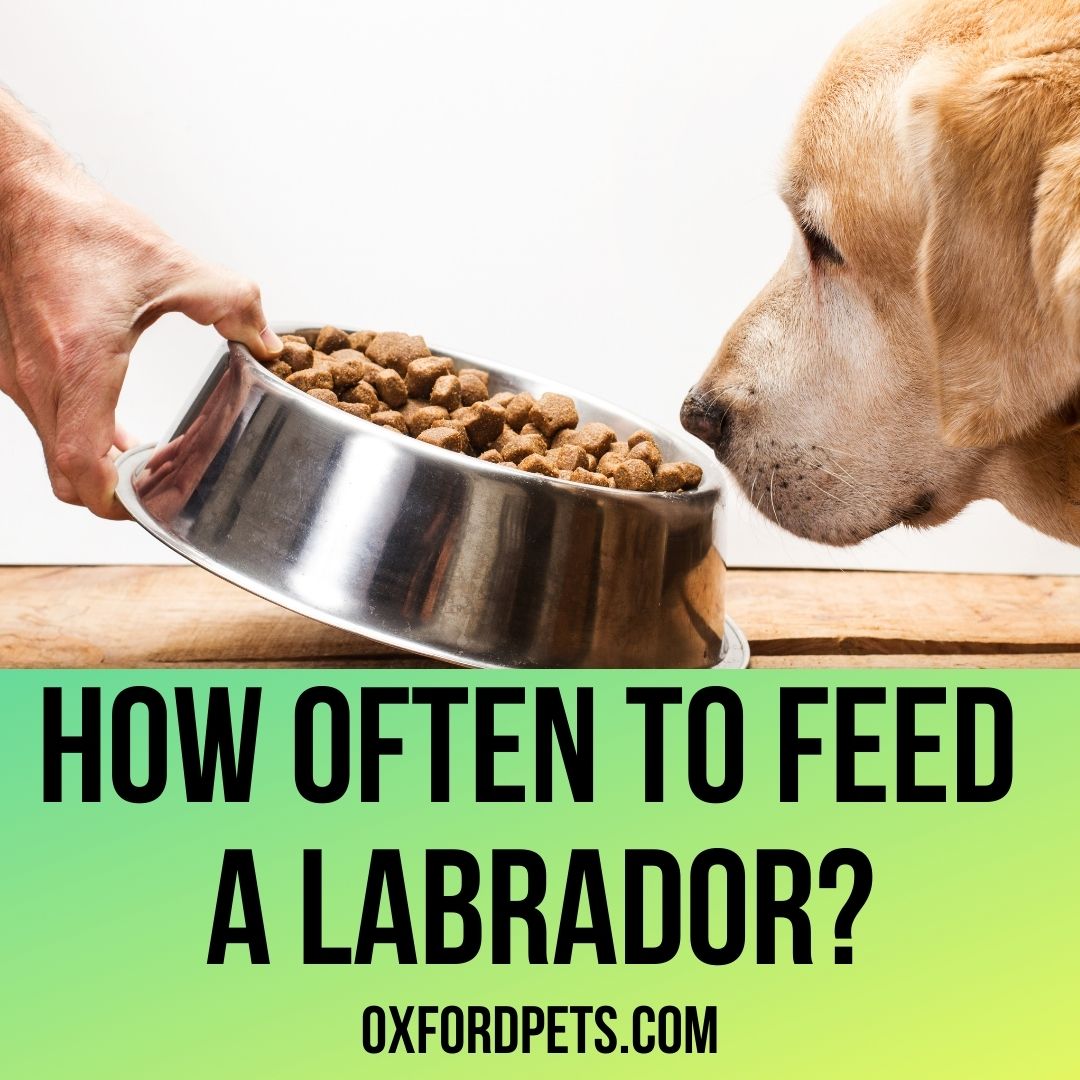 How Often To Feed A Labrador Puppy And Adult Oxford Pets