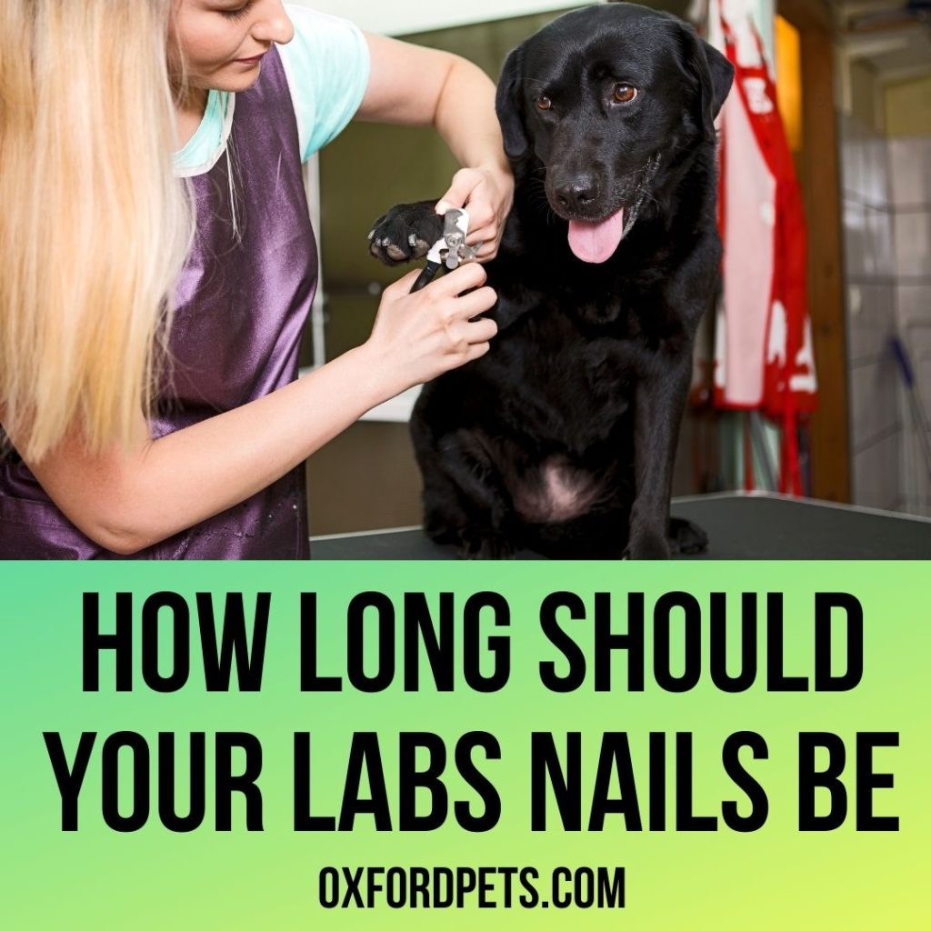 Labradors Nail Size Guide: How Long Can Labs Nails Be?