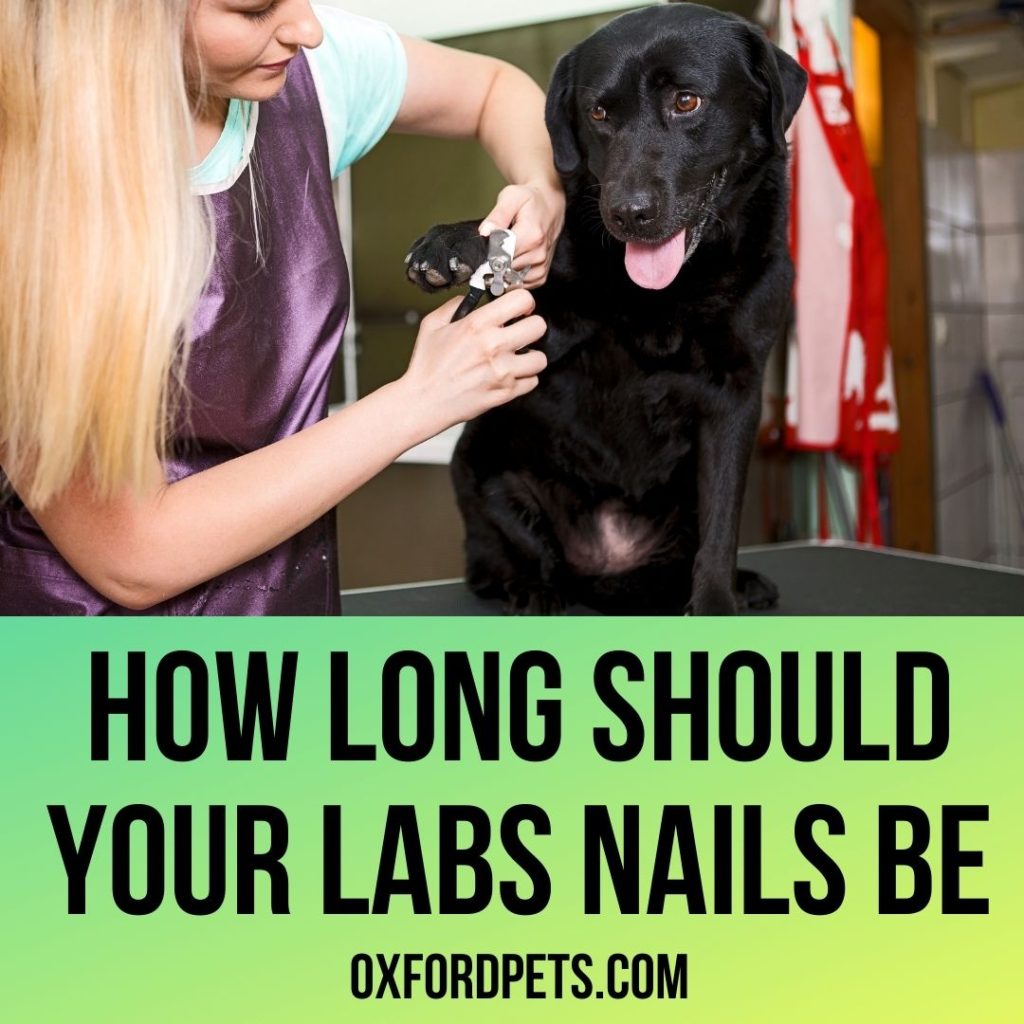 How long should your Labradors nails be