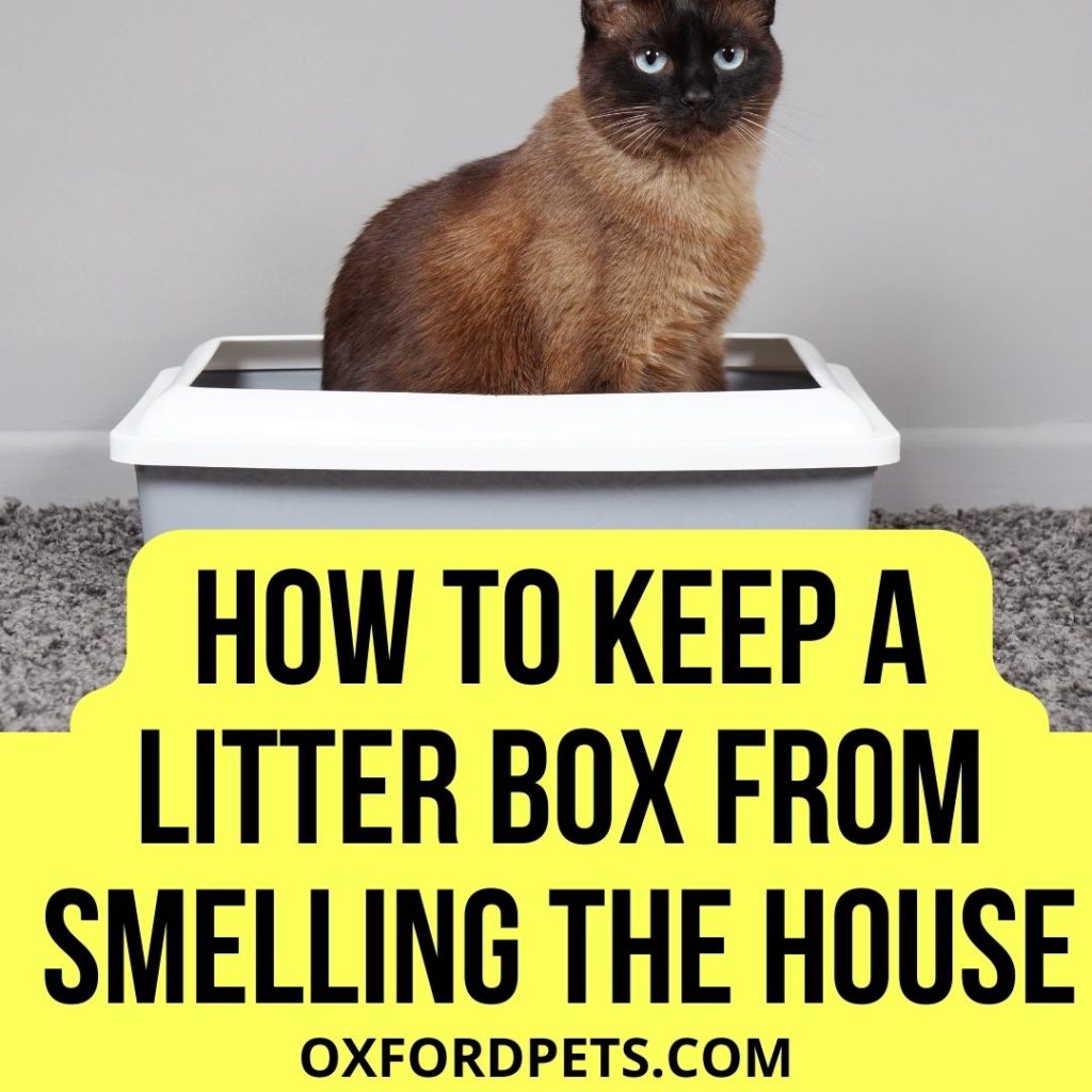 How to Keep A Litter Box From Smelling Up the House