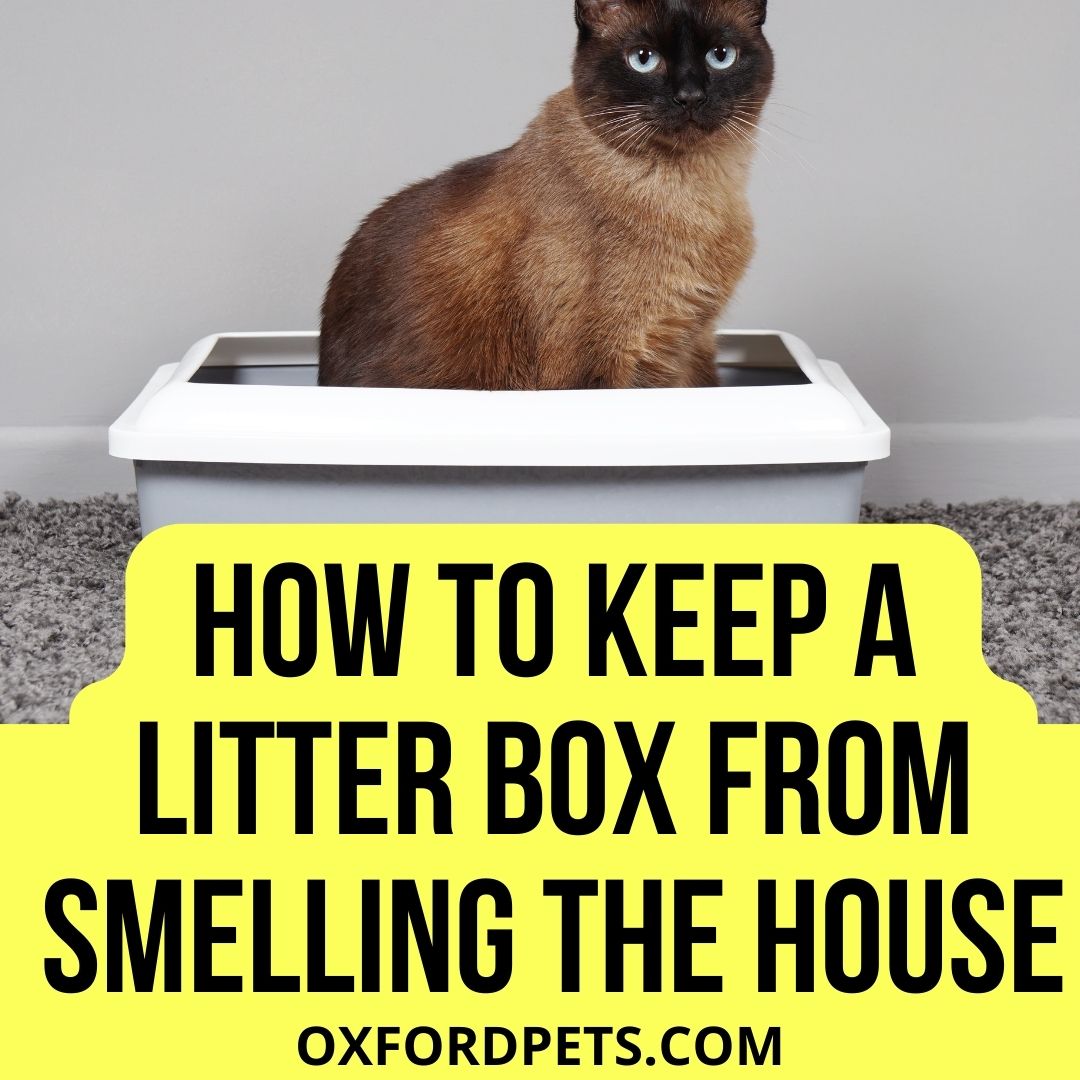 How to Keep A Litter Box From Smelling Up the House? - Oxford Pets