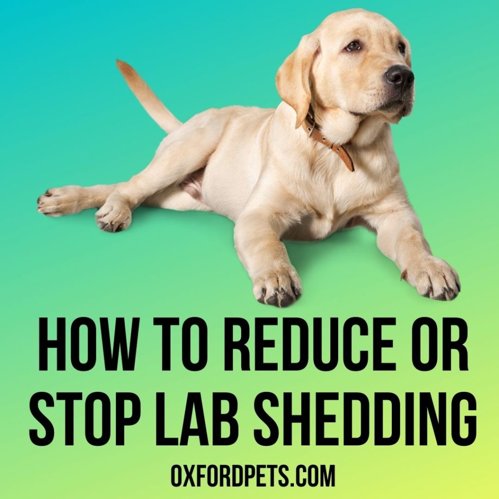 How To Stop Or Reduce Labrador Shedding
