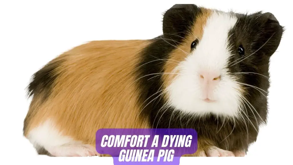 Steps to comfort a dying guinea pig