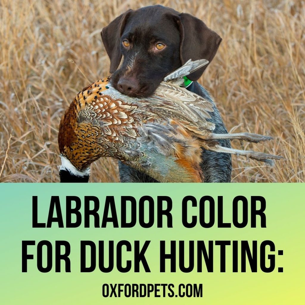 Labrador Color For Duck Hunting