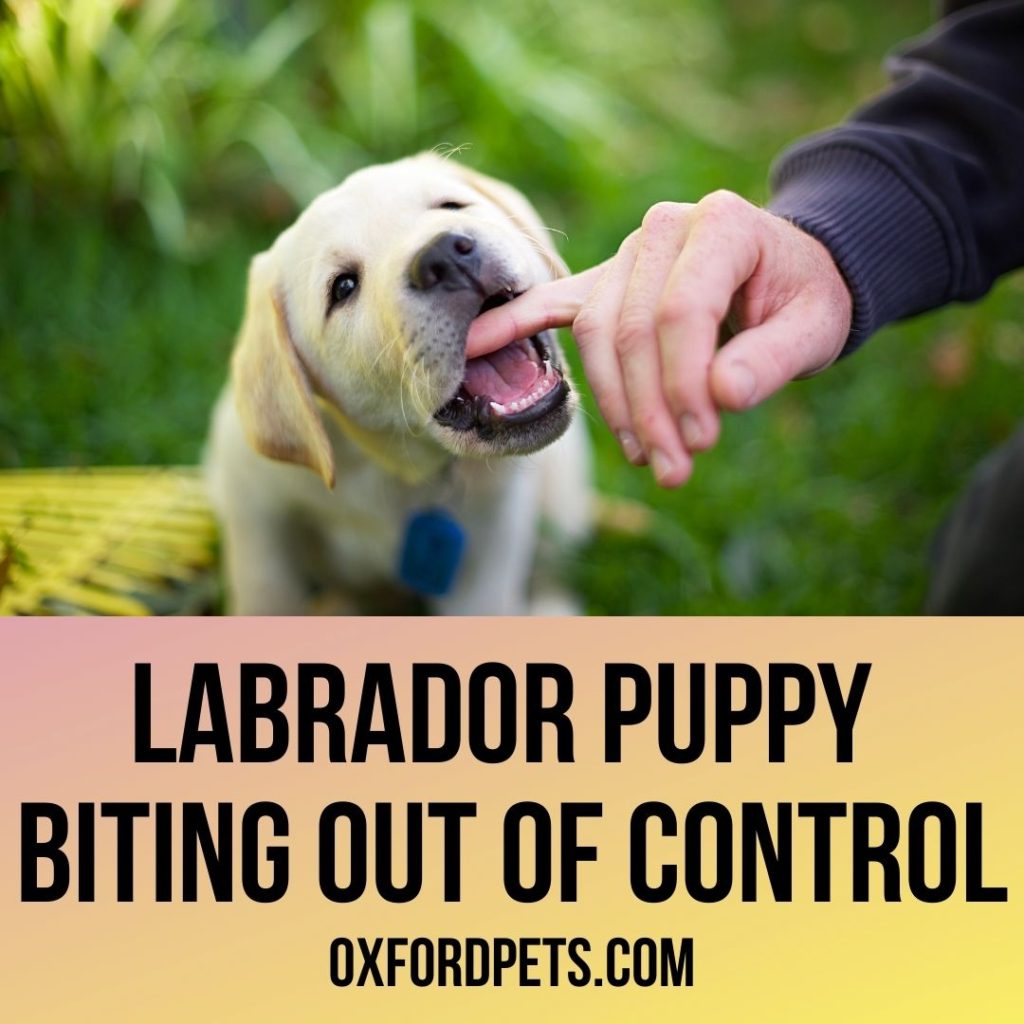 Labrador Puppy Biting Uncontrollably