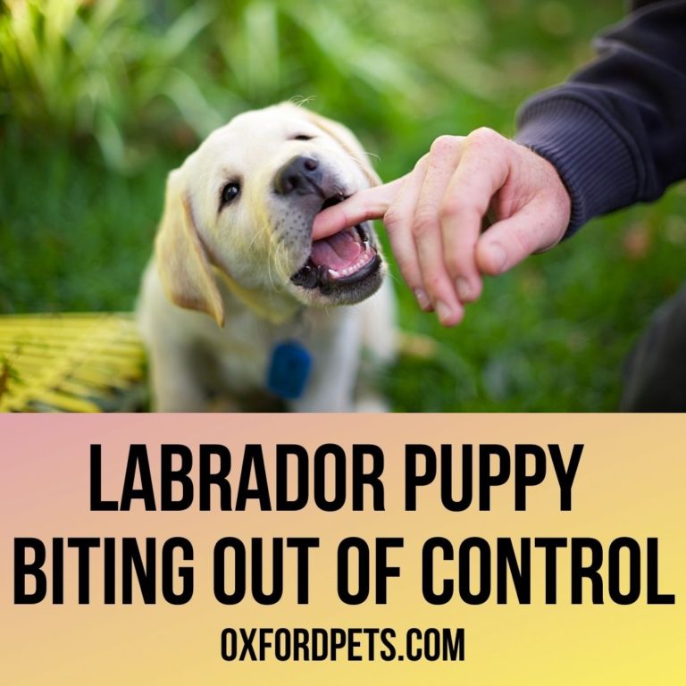 Labrador Puppy Biting Uncontrollably? 10 Ways To Stop It Oxford Pets