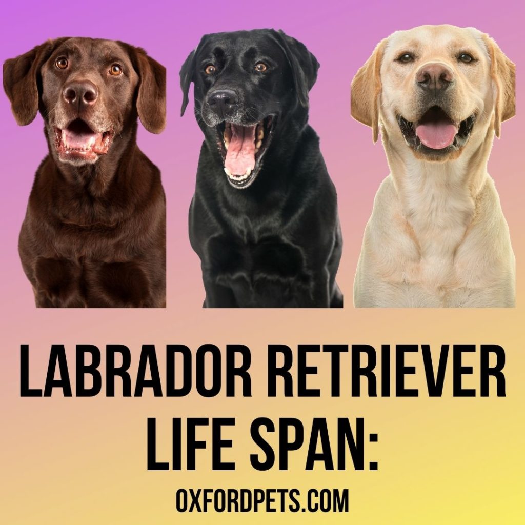 Labrador Retriever Life Span