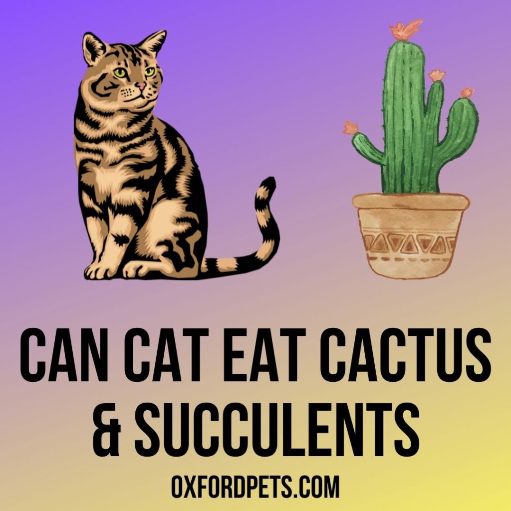 My Cat Is Eating Cactus and Succulents