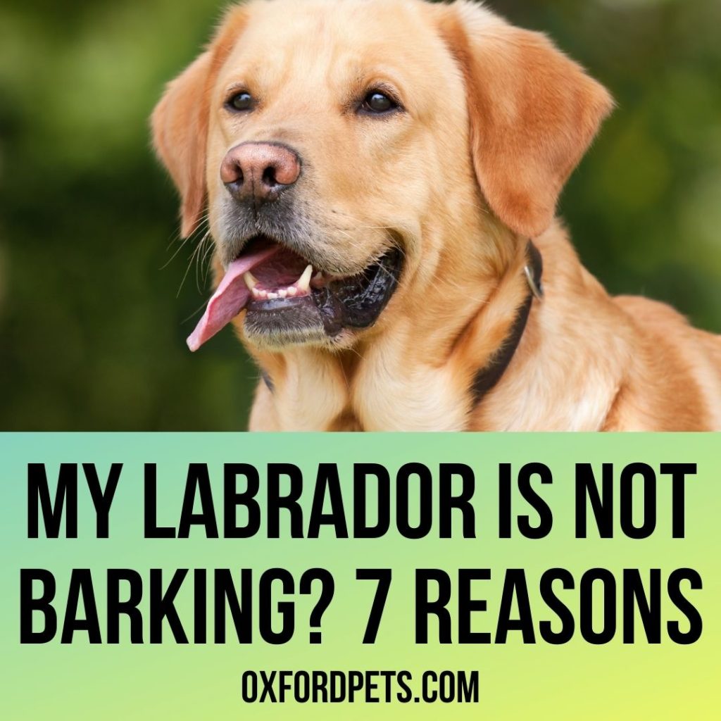 Labrador Is Not Barking