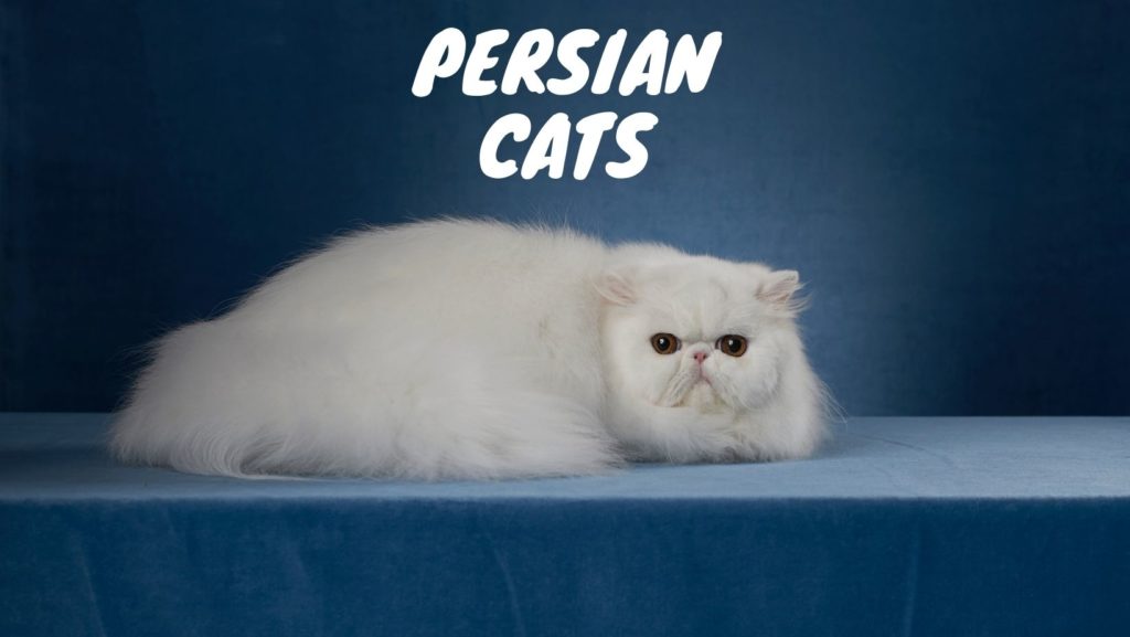 Persian Cats