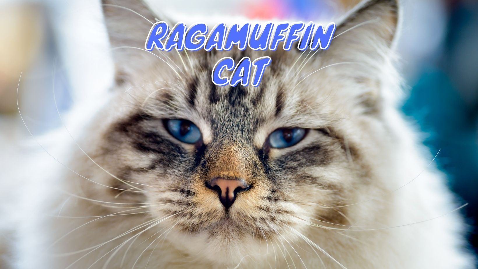 Top 7 Domestic Cats With Manes (2022 Buyer’s Guide) Oxford Pets