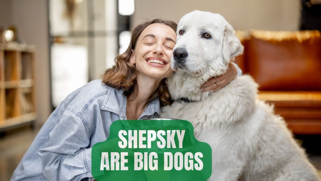 Shepskys are huge dogs