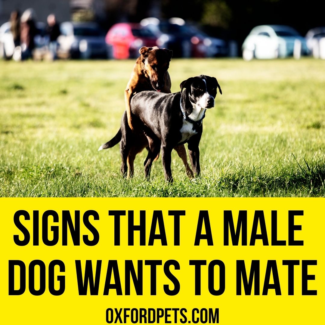 10 Signs That A Male Dog Wants To Mate Oxford Pets