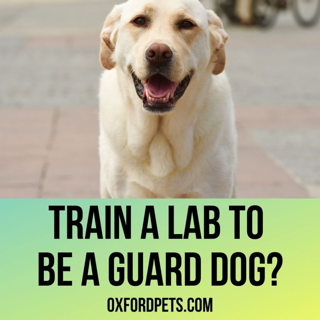 are labradors good guard dogs