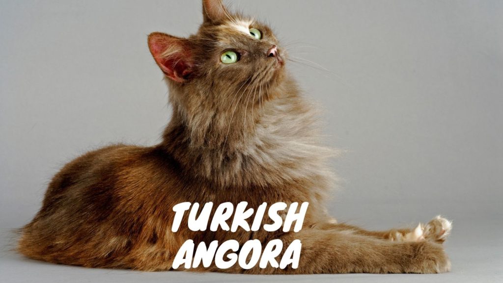 Turkish-Angora