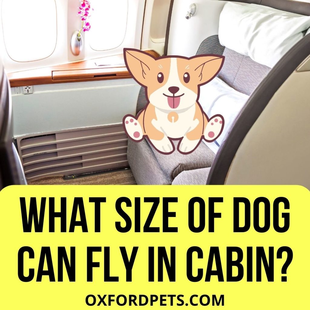 what size dog can fly in cabin