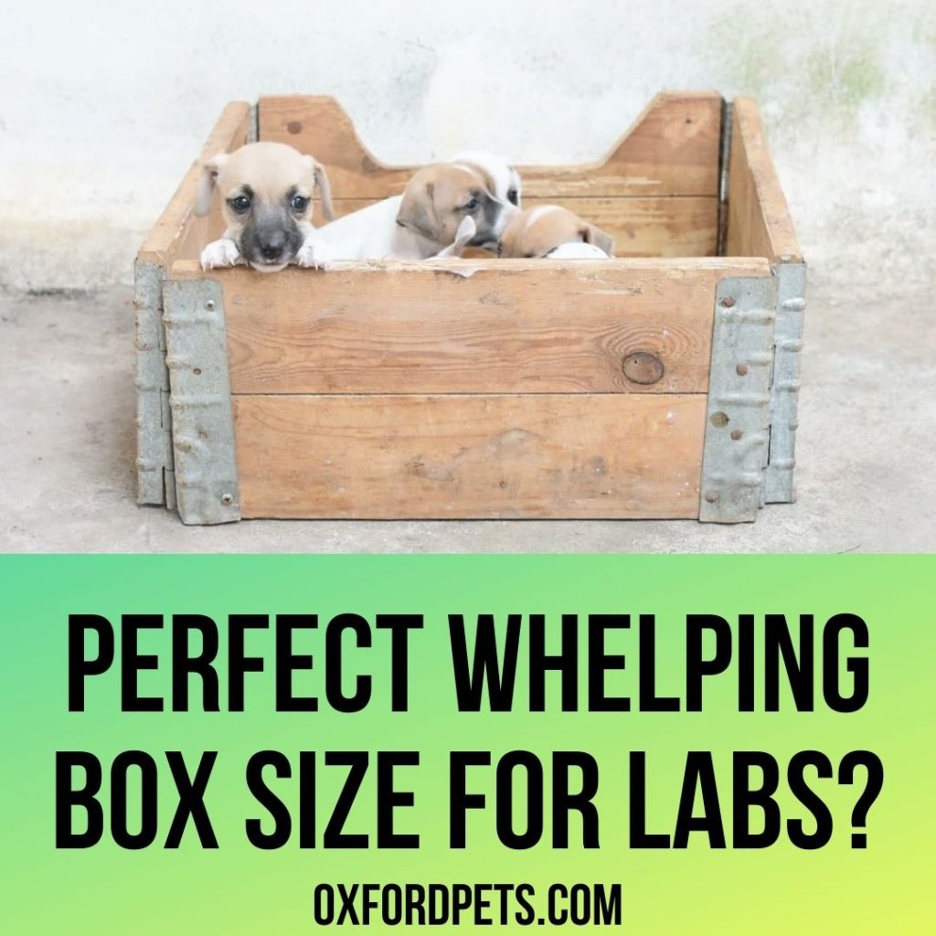 Perfect Whelping Box Size