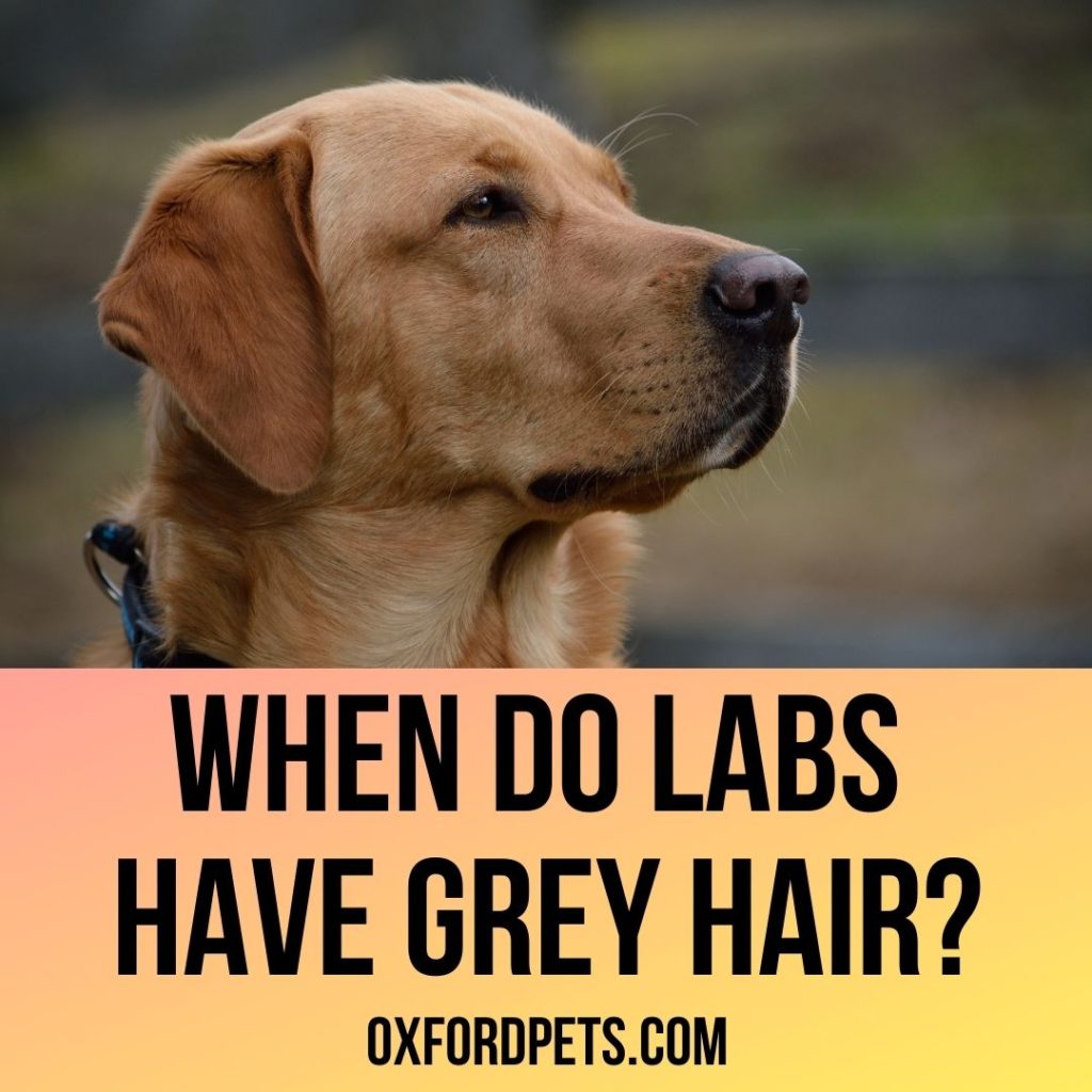 When Do Labradors Have Grey Hair