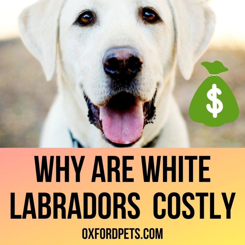 Why Are White Labradors So Costly