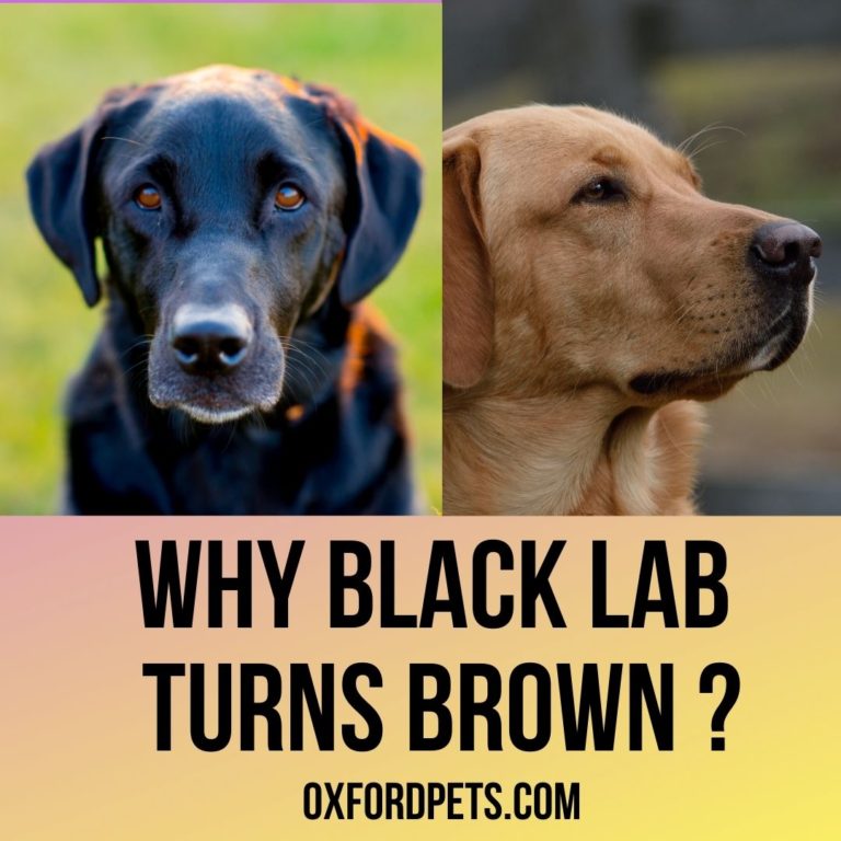 8 Reasons Why Black Lab Turns Brown In Color - Oxford Pets