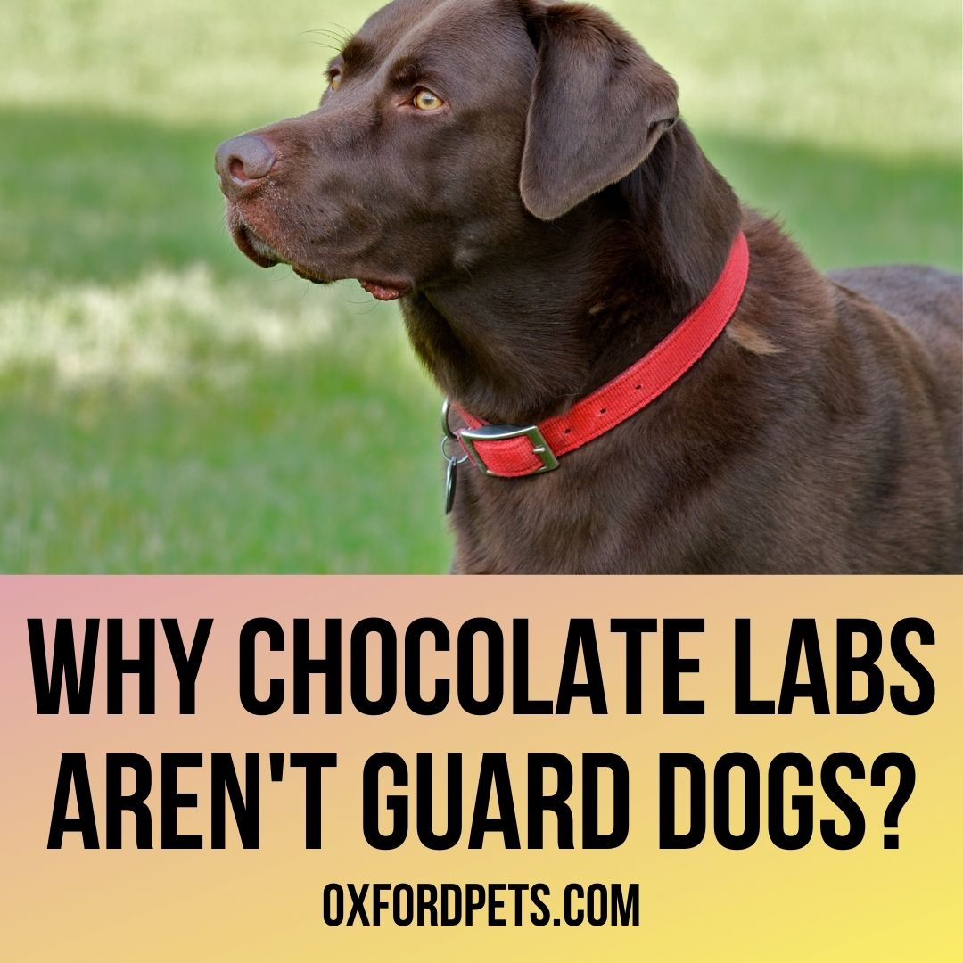 Chocolate Labs Not Used As Guard Dogs