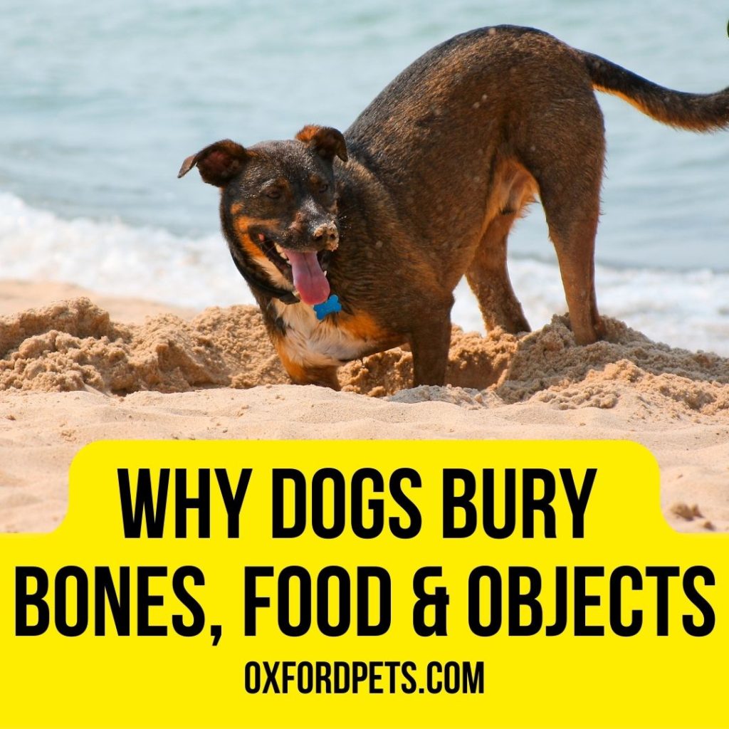 Why Do Dogs Bury Bones, Food, and Objects