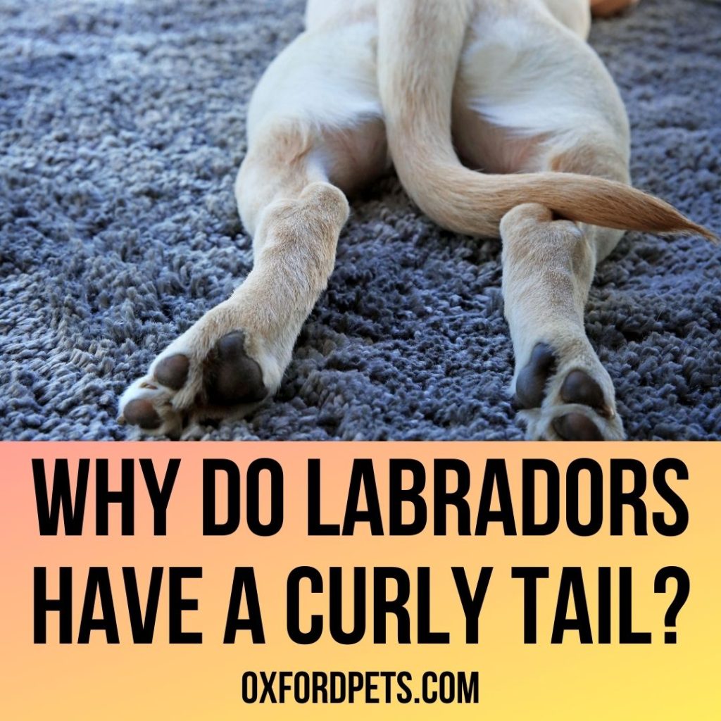 Why Do Labradors Have A Curly Tail
