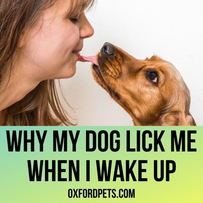 Why Does My Dog Lick Me When I Wake Up? [4 Reasons] Oxford Pets